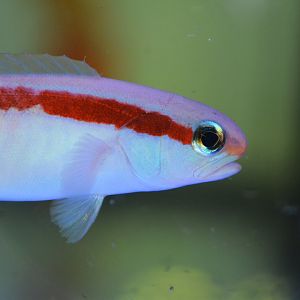 Redback sand tilefish (Hoplolatilus marcosi)