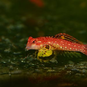 Ruby dragonet (Synchiropus sycorax)