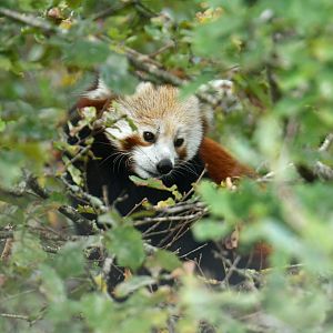 Red panda (Ailurus fulgens)