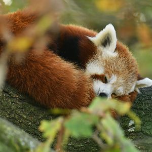 Red panda (Ailurus fulgens)