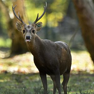 Hog deer (Axis porcinus)