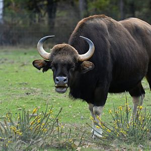 Gaur (Bos gaurus)
