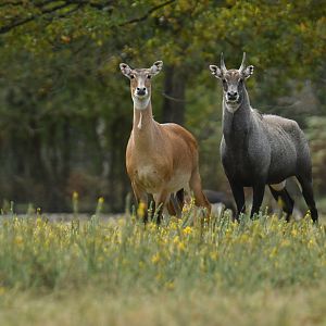 Nilgai (Boselaphus tragocamelus)