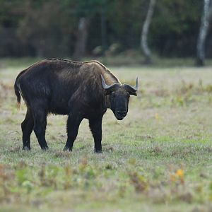 Mishmi takin (Budorcas taxicolor taxicolor)
