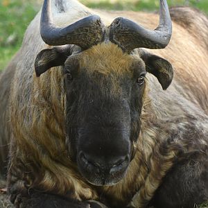 Mishmi takin (Budorcas taxicolor taxicolor)
