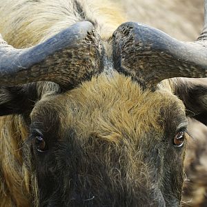 Mishmi takin (Budorcas taxicolor taxicolor)