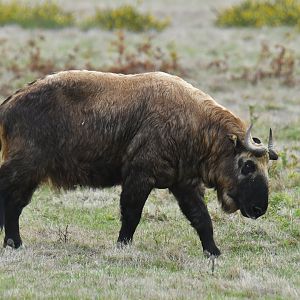 Mishmi takin (Budorcas taxicolor taxicolor)