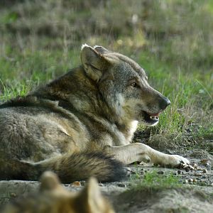 European wolf (Canis lupus lupus)