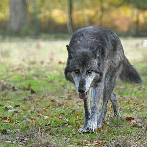 Mackenzie wolf (Canis lupus occidentalis)