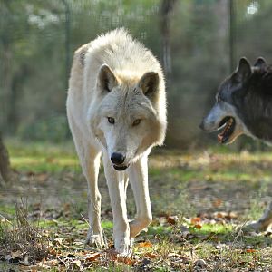 Mackenzie wolf (Canis lupus occidentalis)