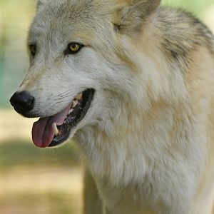 Mackenzie wolf (Canis lupus occidentalis)