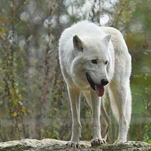 Mackenzie wolf (Canis lupus occidentalis)