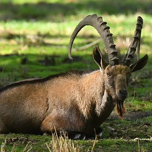 Nubian ibex (Capra nubiana)