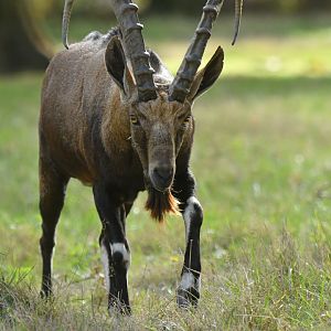 Nubian ibex (Capra nubiana)
