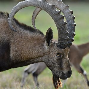Nubian ibex (Capra nubiana)
