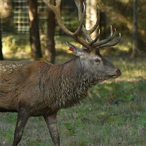 Red deer (Cervus elaphus)
