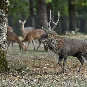 Dybowski deer (Cervus nippon dybowskii)