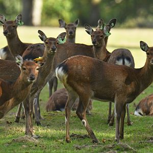 Japanese sika deer (Cervus nippon nippon)