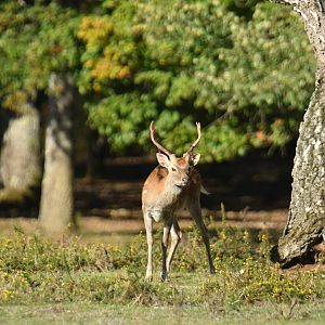 Formosan sika deer (Cervus nippon taiouanus)
