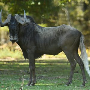 White-tailed wildebeest (Connochaetes gnou)