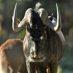 White-tailed wildebeest (Connochaetes gnou)