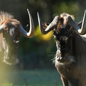 White-tailed wildebeest (Connochaetes gnou)