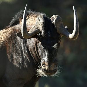 White-tailed wildebeest (Connochaetes gnou)