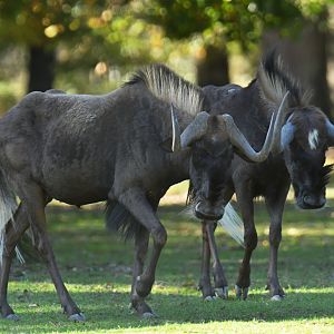 White-tailed wildebeest (Connochaetes gnou)