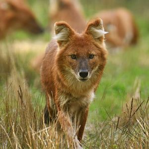 Chinese dhole (Cuon alpinus lepturus)