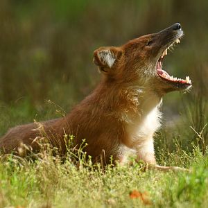 Chinese dhole (Cuon alpinus lepturus)