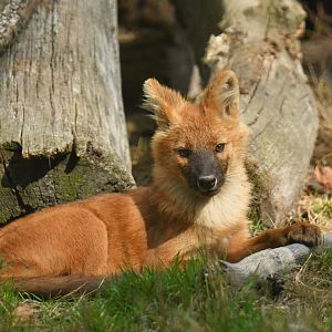 Chinese dhole (Cuon alpinus lepturus)