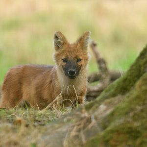 Chinese dhole (Cuon alpinus lepturus)