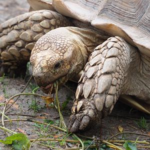 African spurred tortoise (Centrochelys sulcata), 2022-09-15
