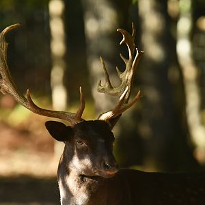 "Black" fallow deer