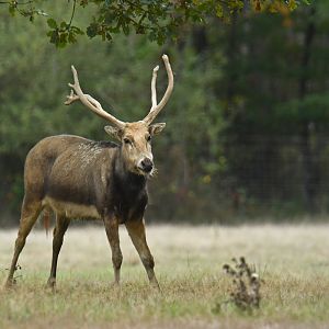 Pere David deer (Elaphurus davidianus)