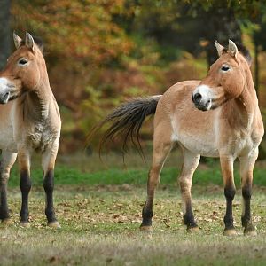 Przewalski horse (Equus przewalskii)