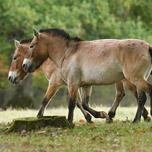 Przewalski horse (Equus przewalskii)