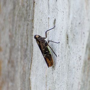 Green and Mottled Planthopper (Desudaba aulica)