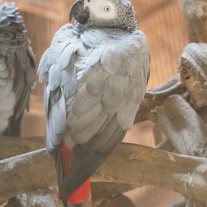 Congo African grey parrot (Psittacus erithacus erithacus), 2022-09-15
