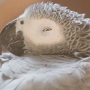 Congo African grey parrot (Psittacus erithacus erithacus), 2022-09-15