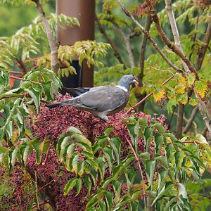 Wild Common wood pigeon (Columba palumbus) on fruits of Japanese Angelica tree (Aralia elata), 2022-09-15