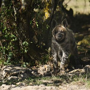 Striped hyaena (Hyaena hyaena)