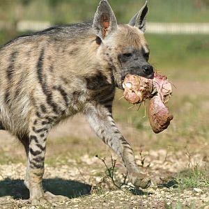 Striped hyaena (Hyaena hyaena)