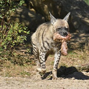 Striped hyaena (Hyaena hyaena)