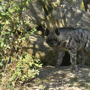 Striped hyaena (Hyaena hyaena)