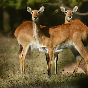 Red lechwe (Kobus leche)