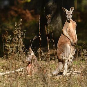 Redkangaroo (Macropus rufus)