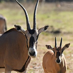 Beisa oryx (Oryx beisa)