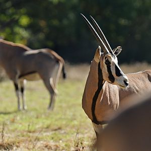 Beisa oryx (Oryx beisa)