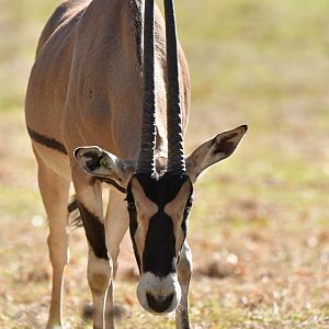 Beisa oryx (Oryx beisa)